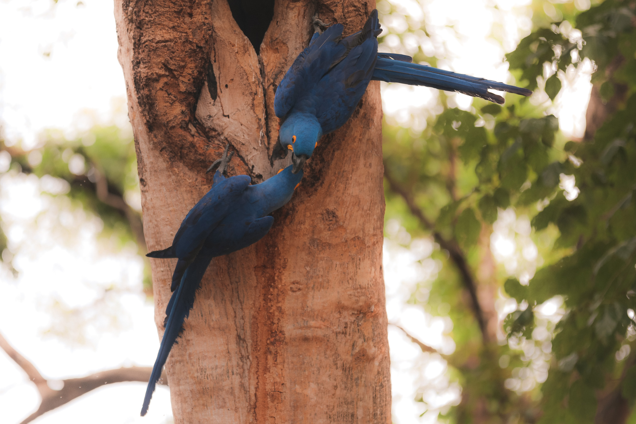 Macaws Pantanal