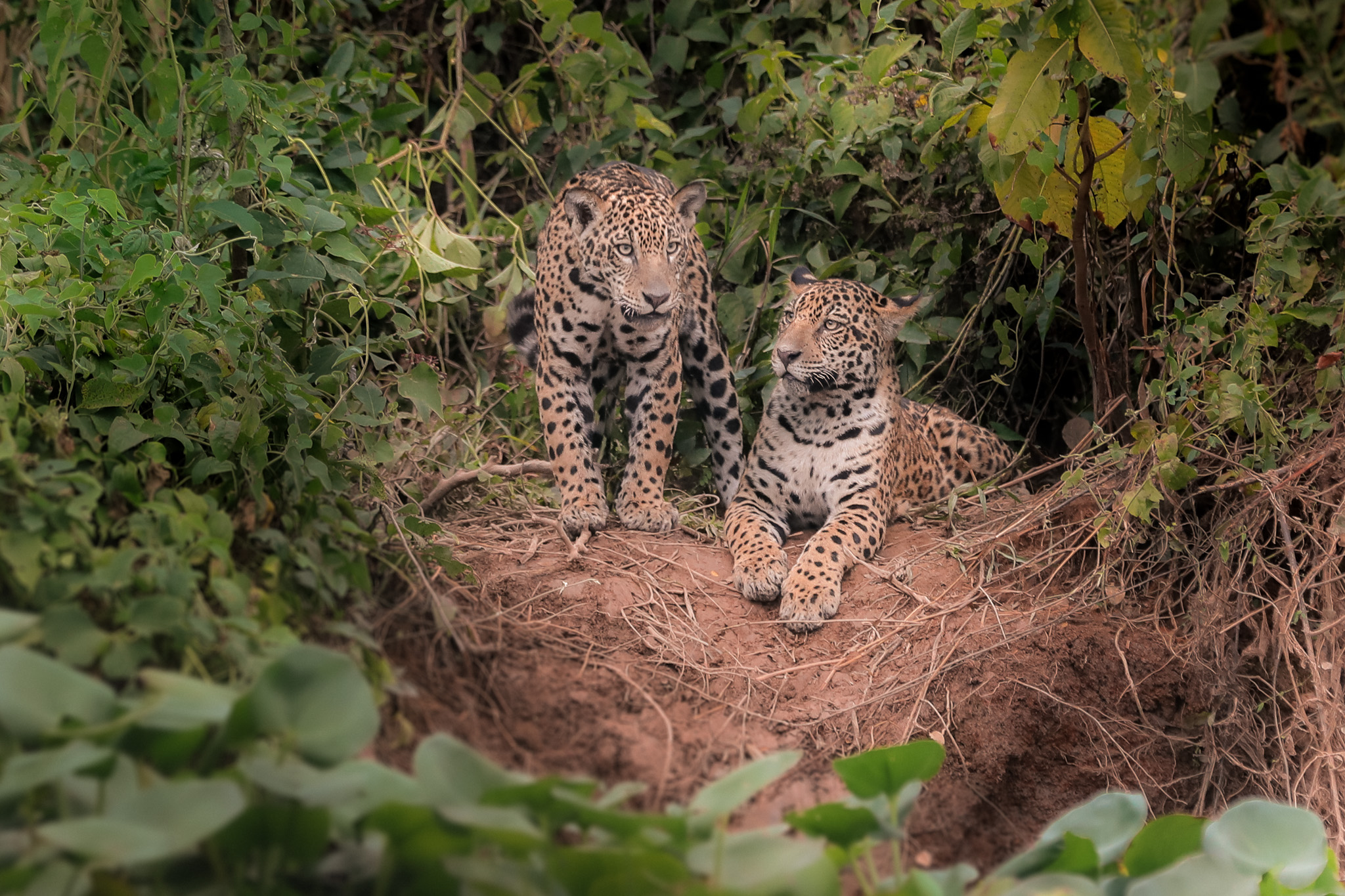 Pantanal Jaguar Safari