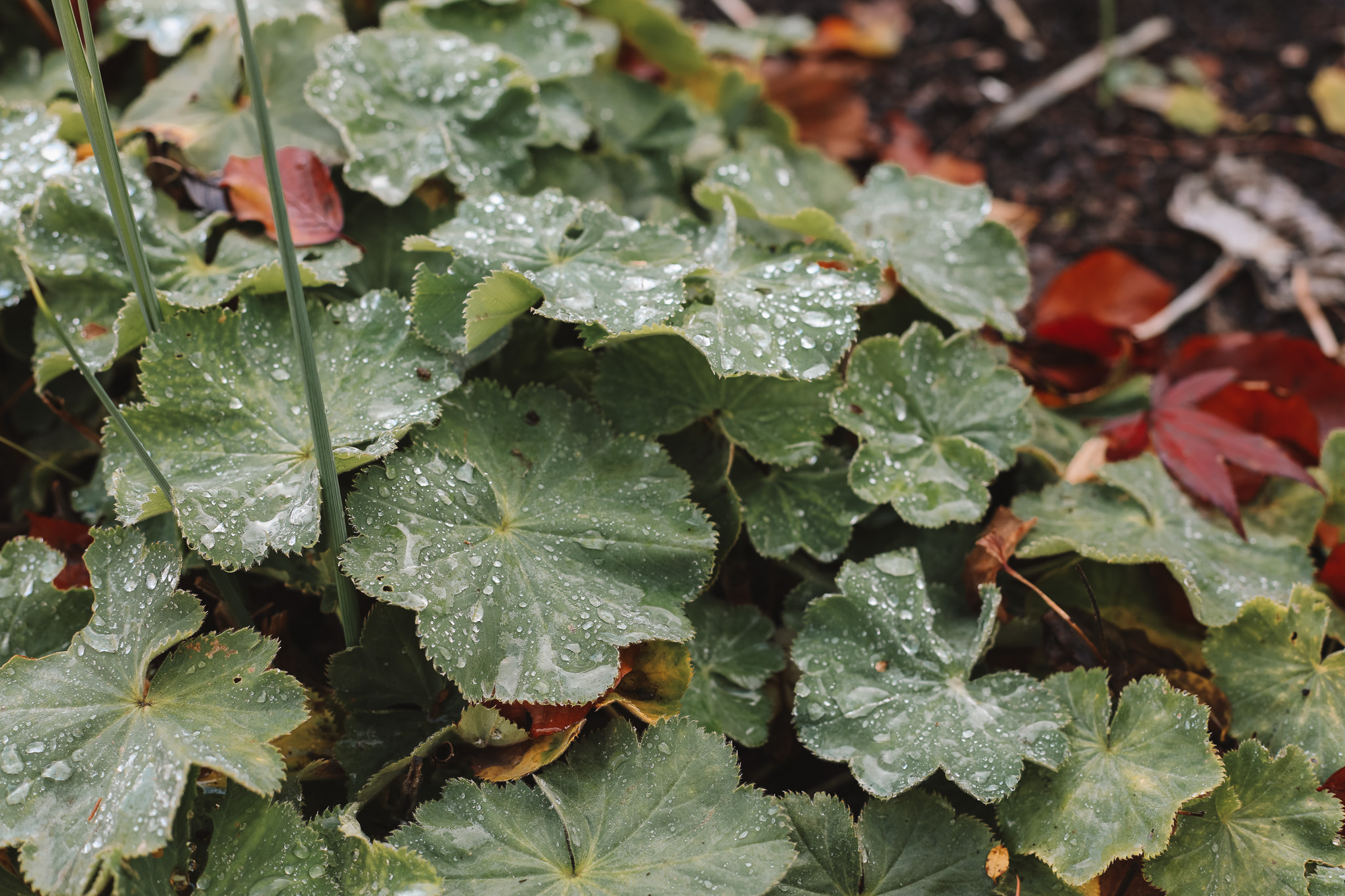 english-garden-inspiration