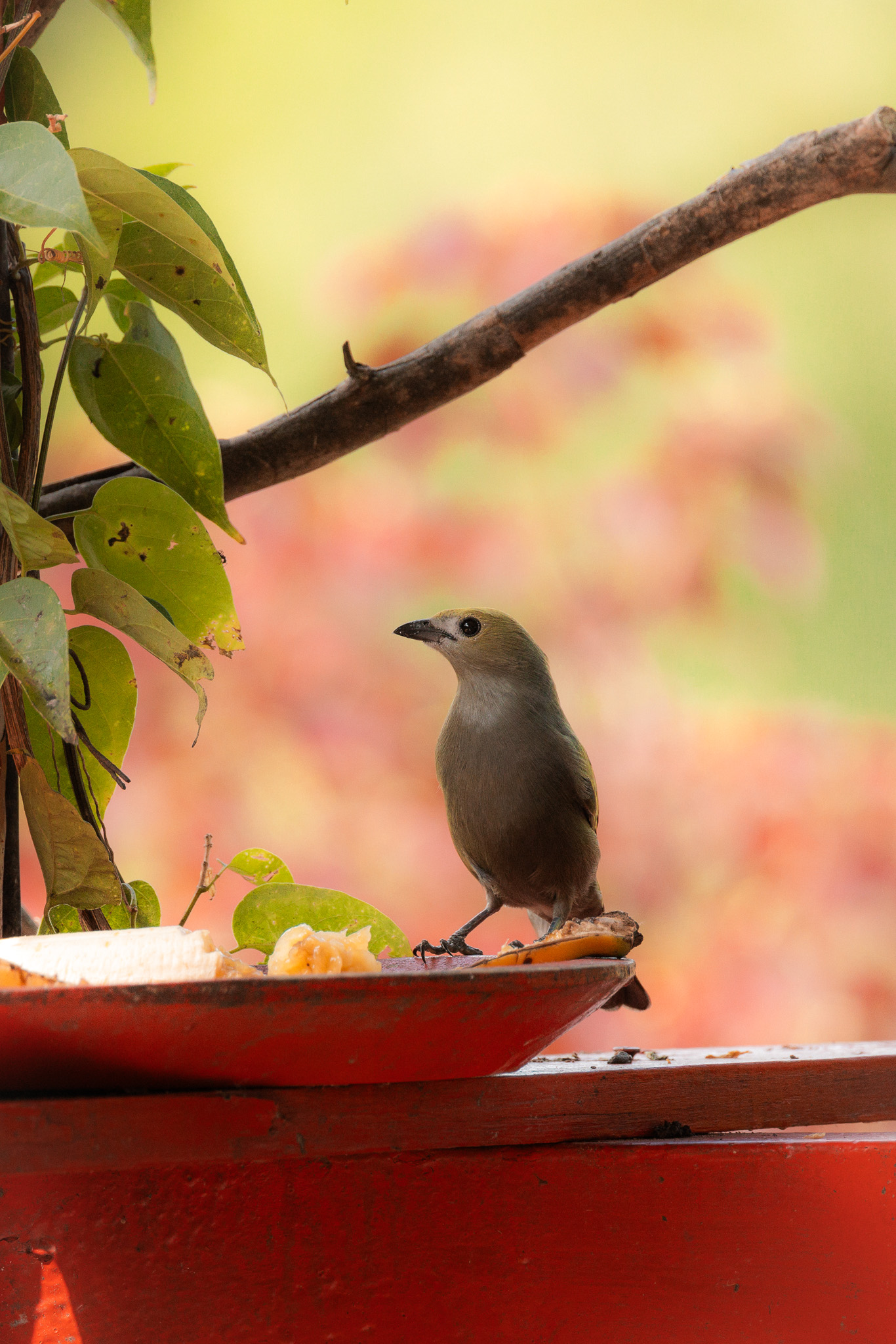 Birds Colombia Hacienda