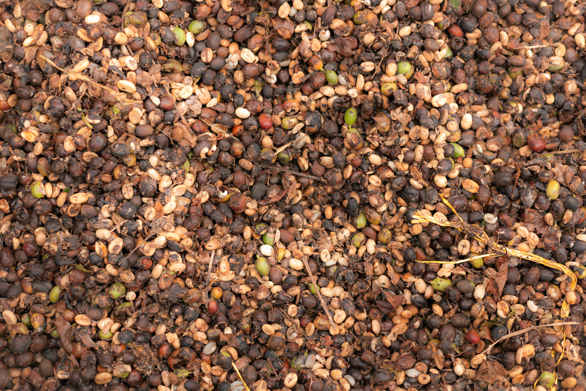 Coffee Experiences Manizales Colombia