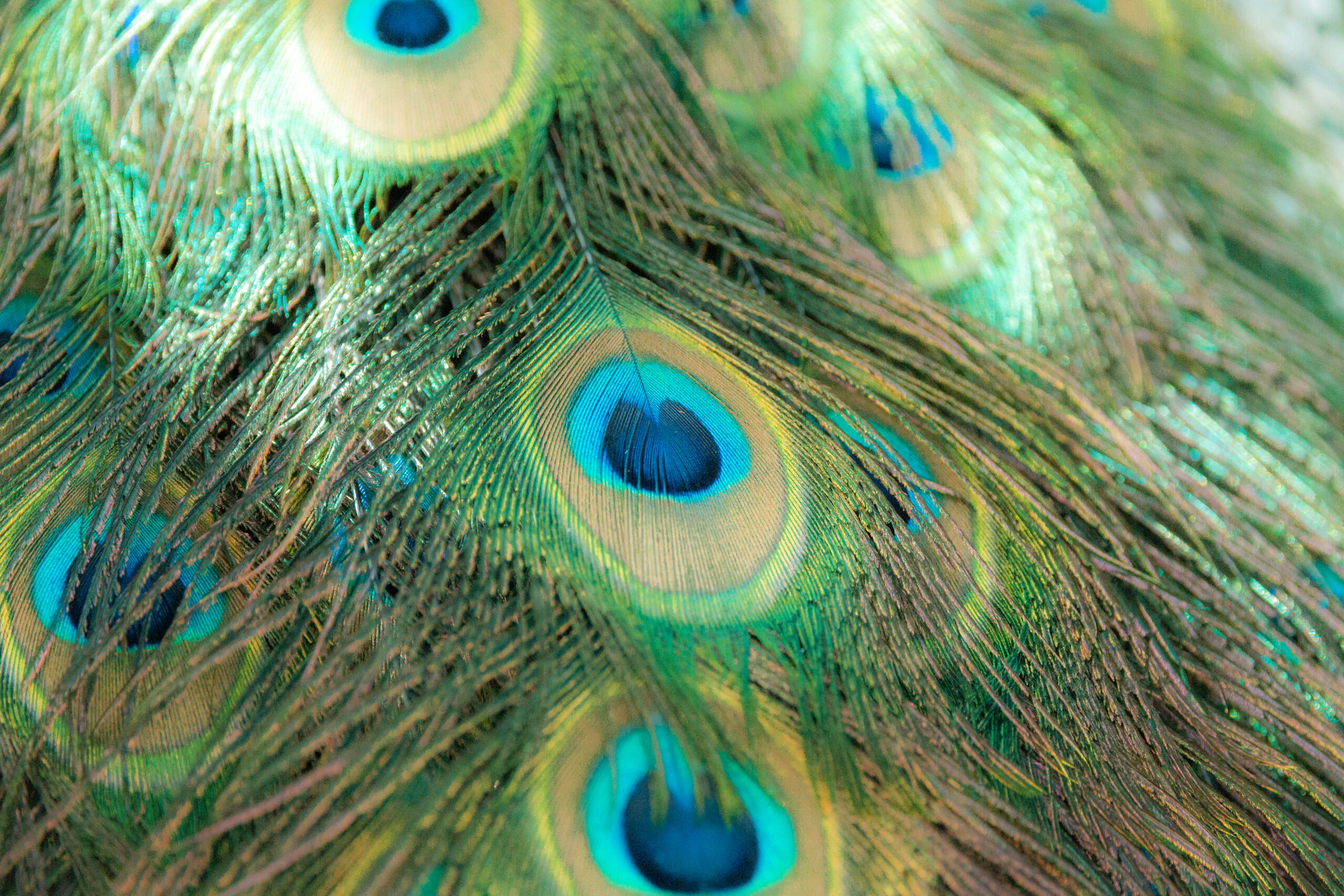 Colombia Peacock