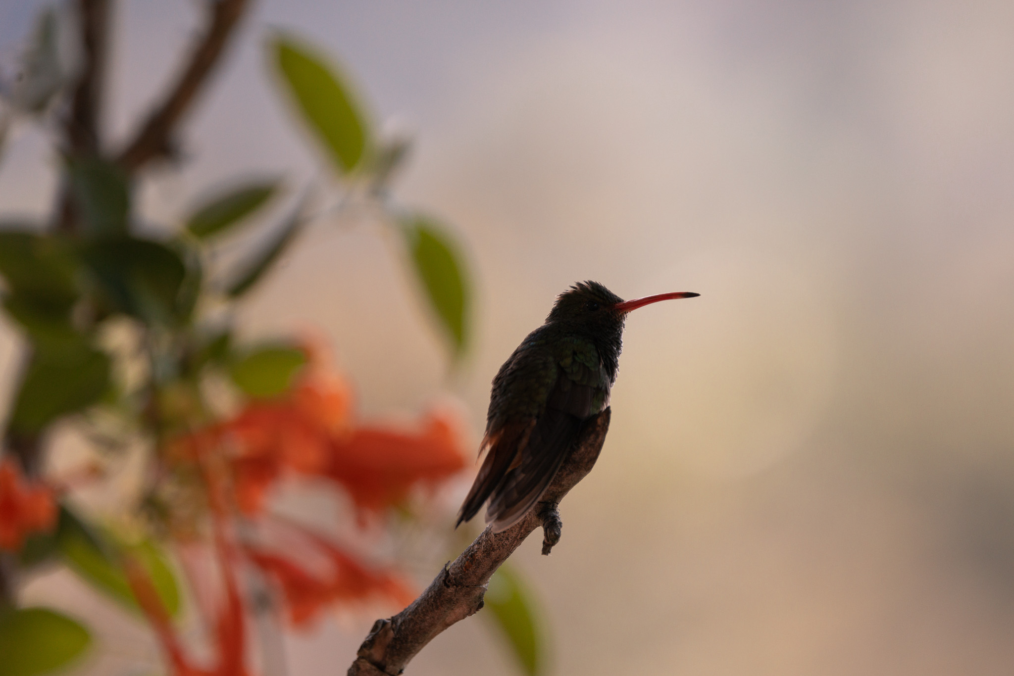 Hacienda Venecia Birding