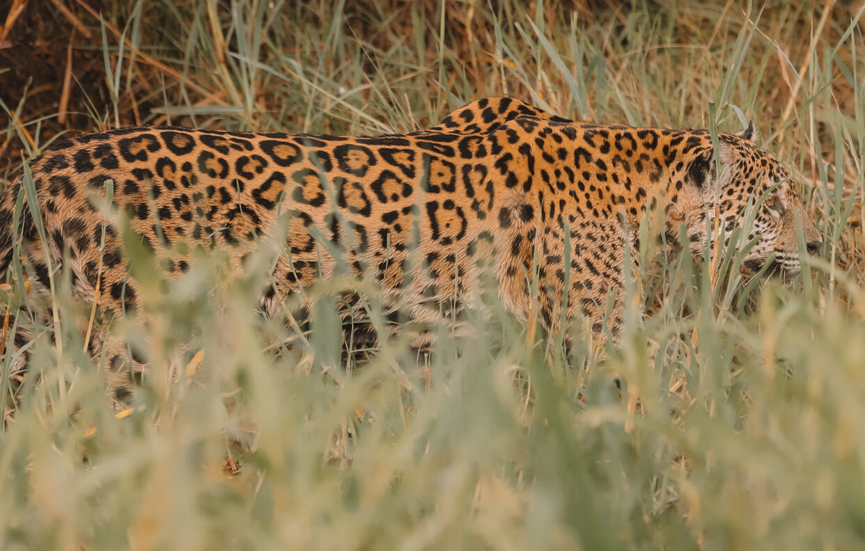 Pantanal Brazil Rachel Larkin 12