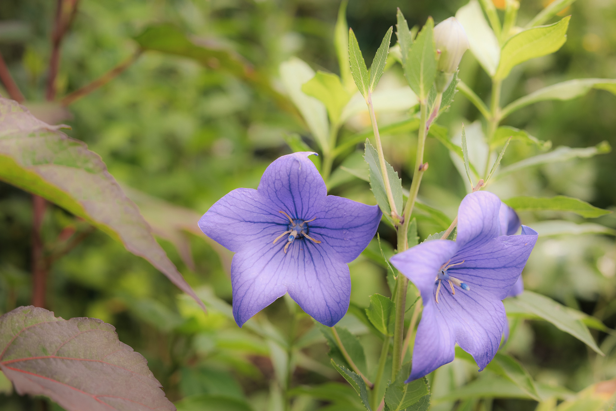 Beautiful Flowers Massachusetts