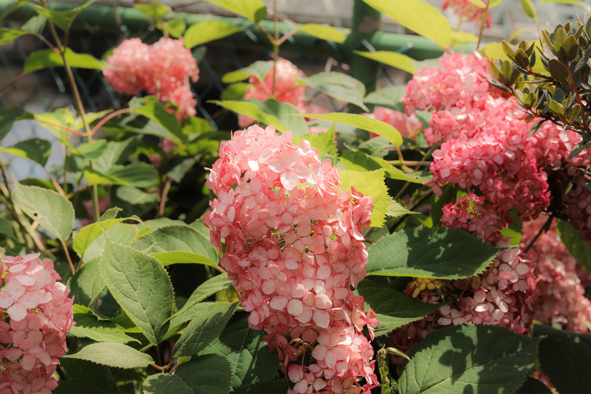 Best Ma Public Gardens