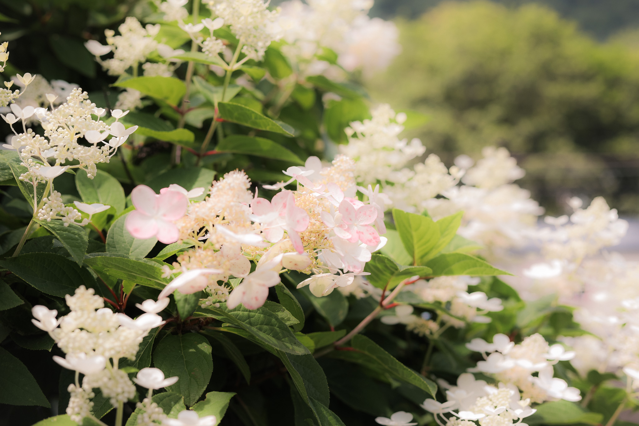 Bridge Of Flowers Massachusetts