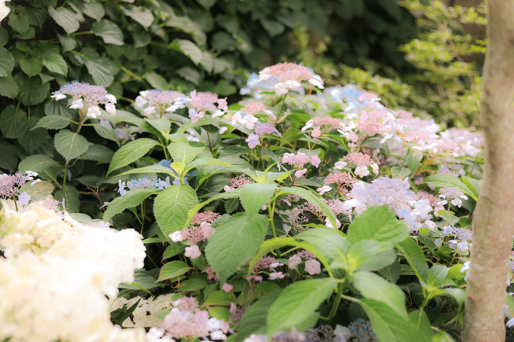 Flower Gardens Western Ma