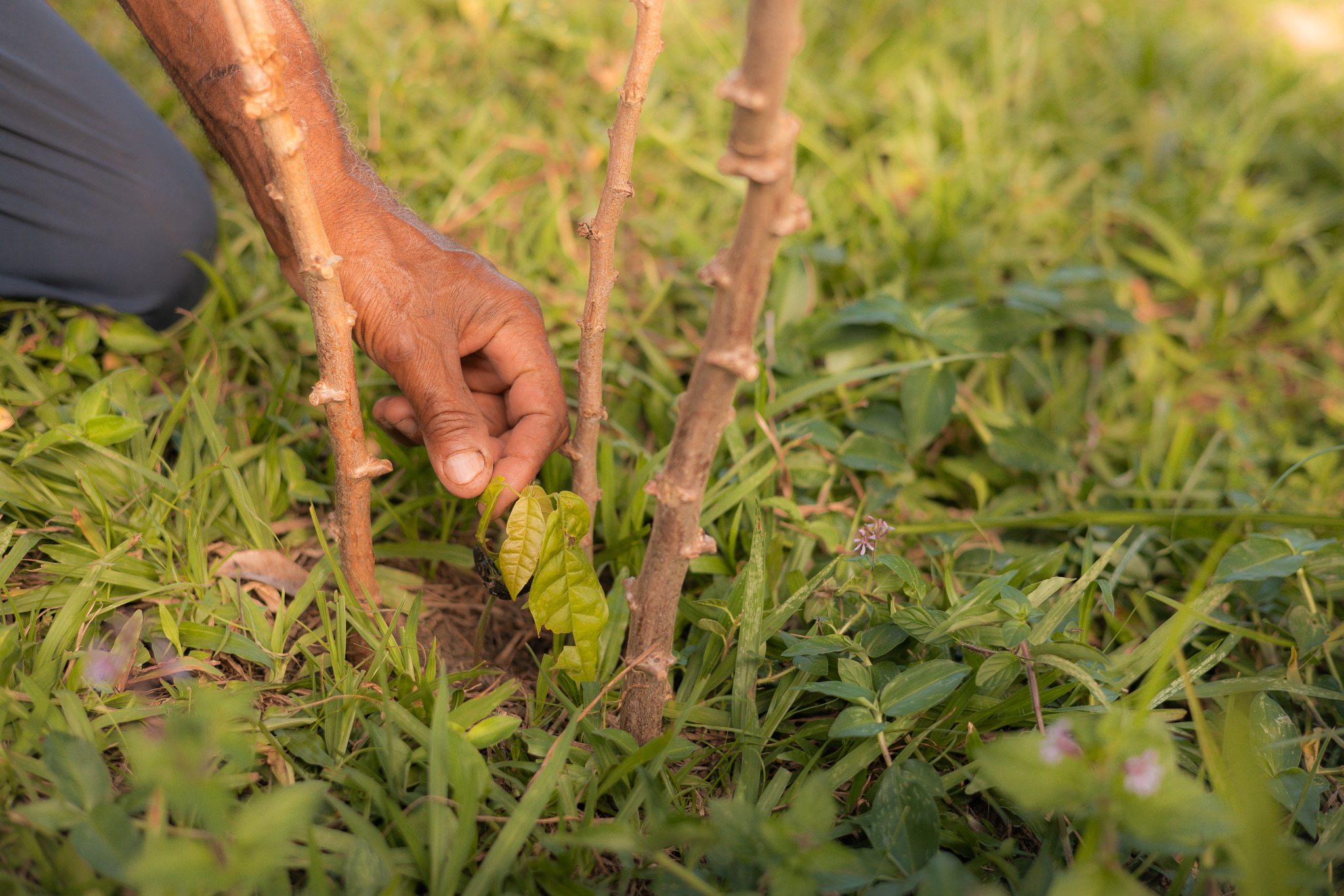 Cacao Trees Bahia Sustainable Tourism