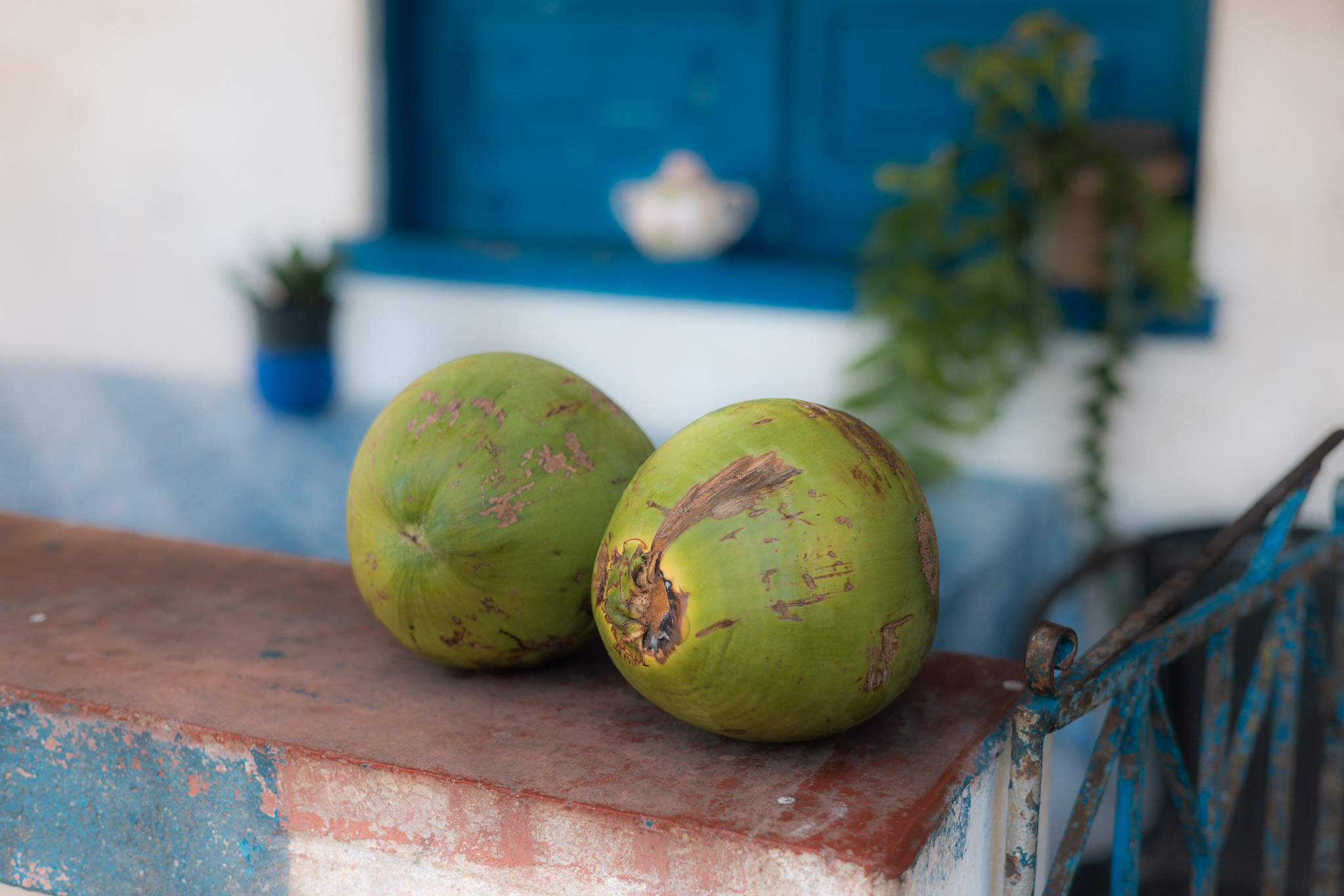 Cocoa Farm Tour Near Itacare