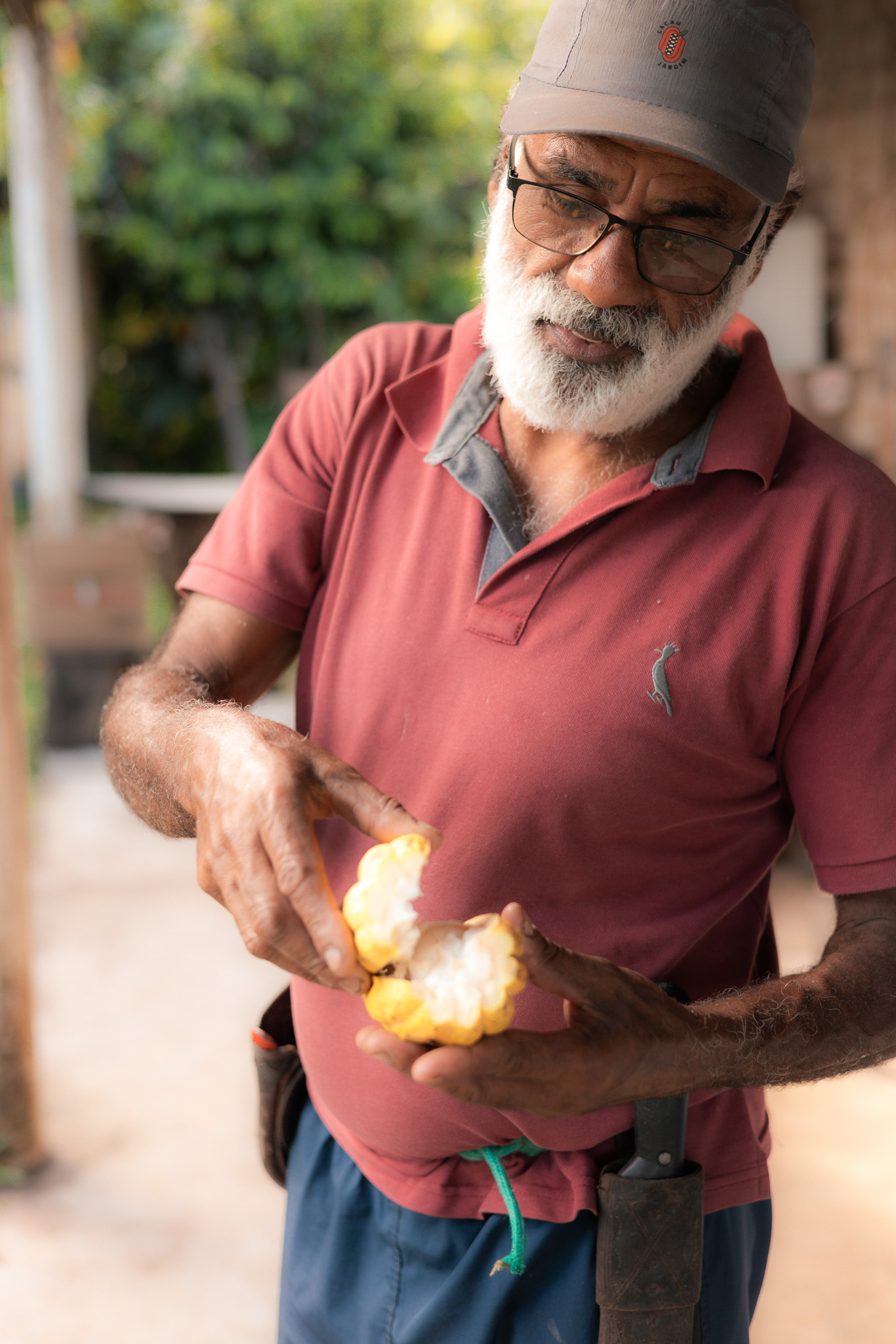 Cocoa Pod Harvest Barracuda Partnership