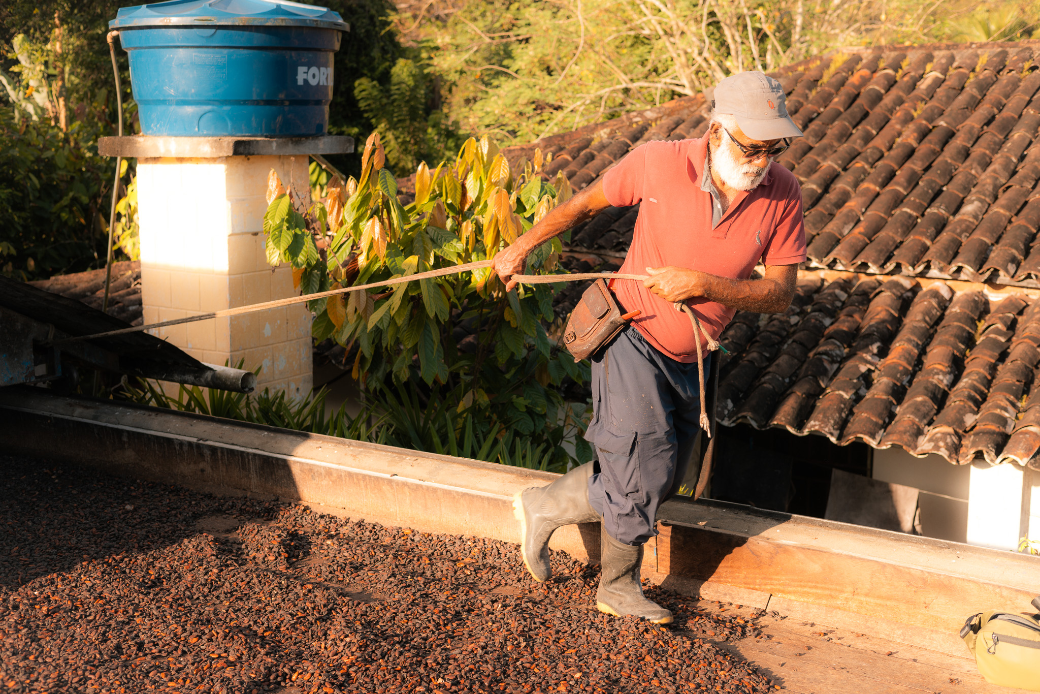 Drying Cocoa Beans Mr Osvaldo Farm