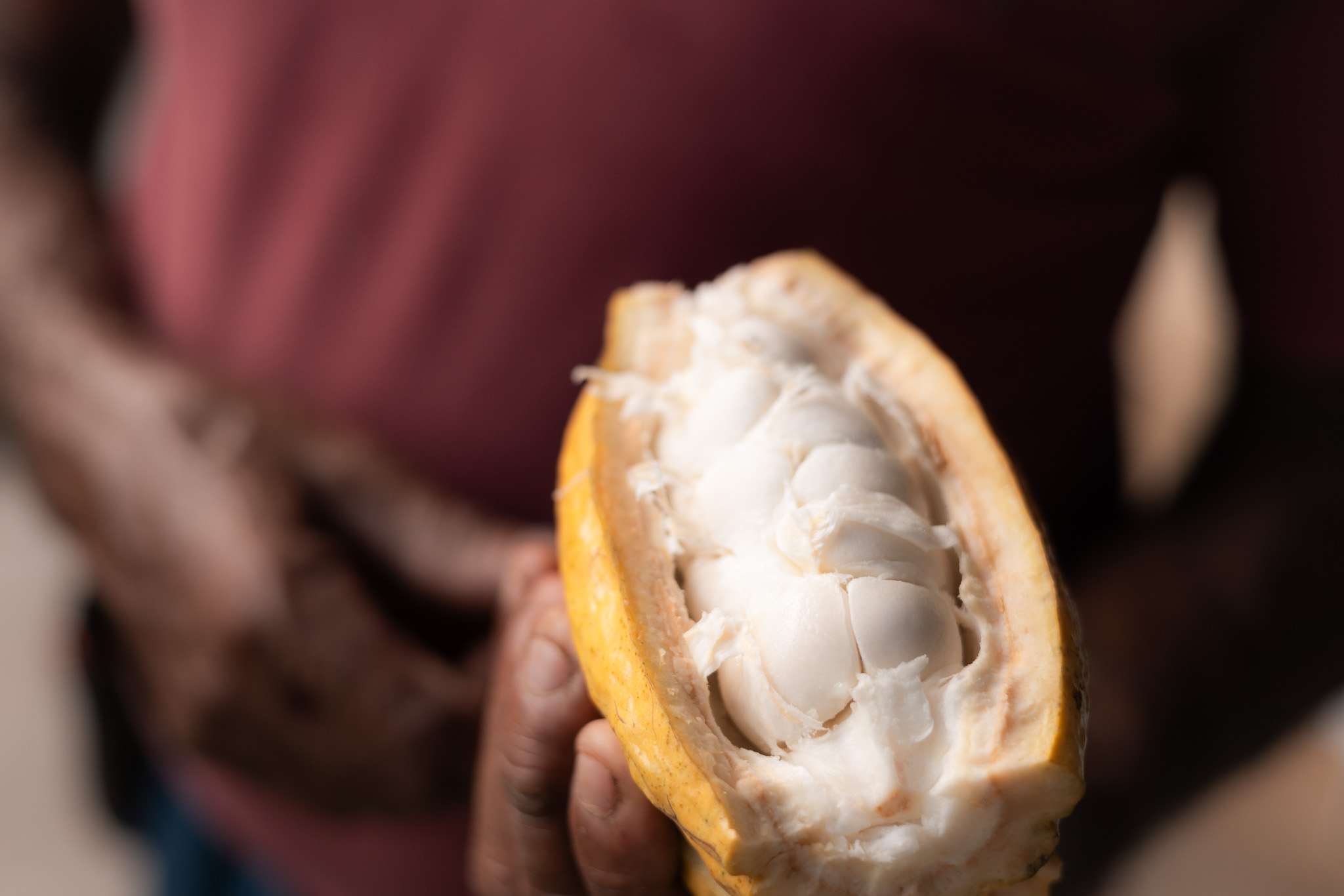 Harvest To Table Cocoa Slow Travel