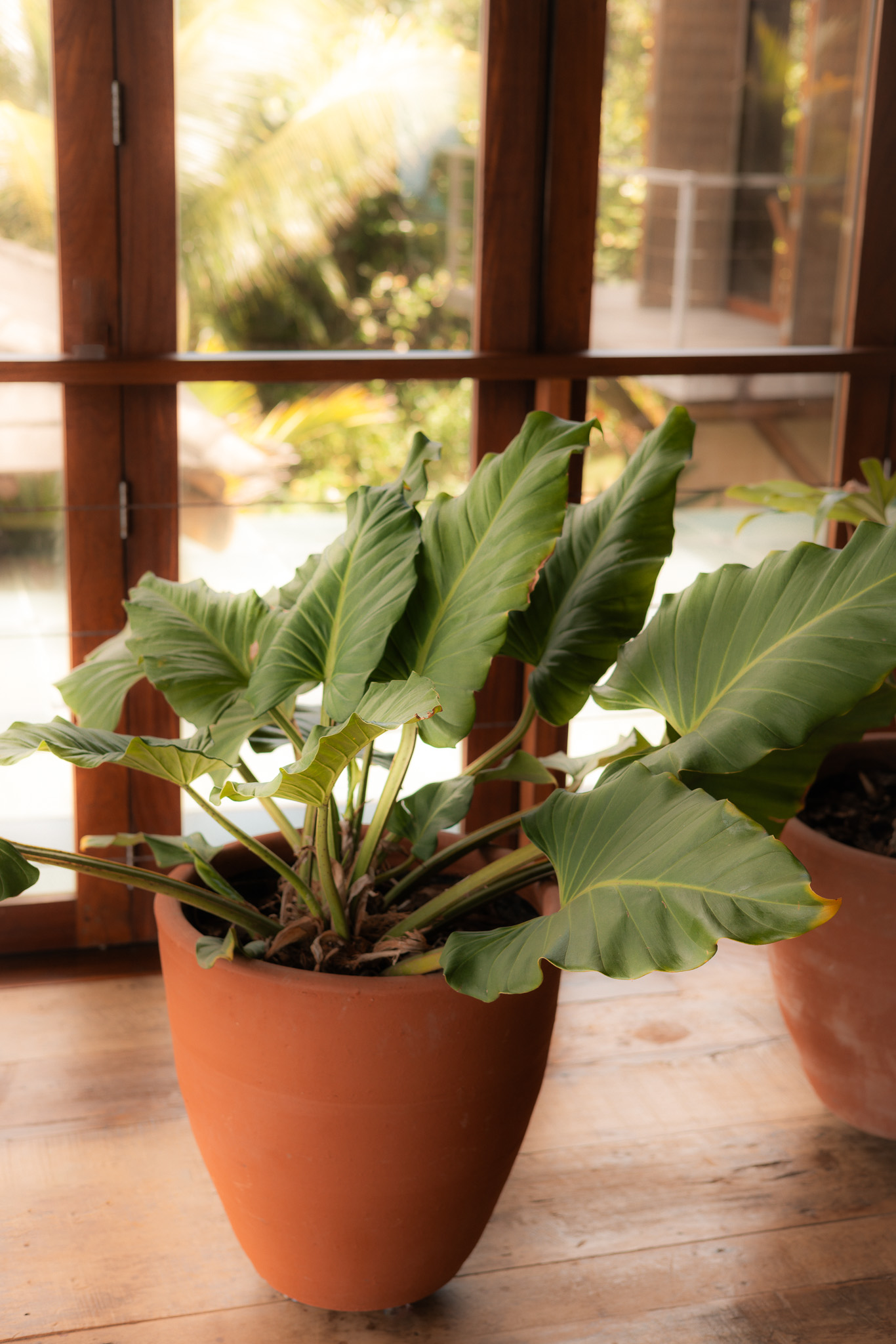 Interior Plantscapes Brazil