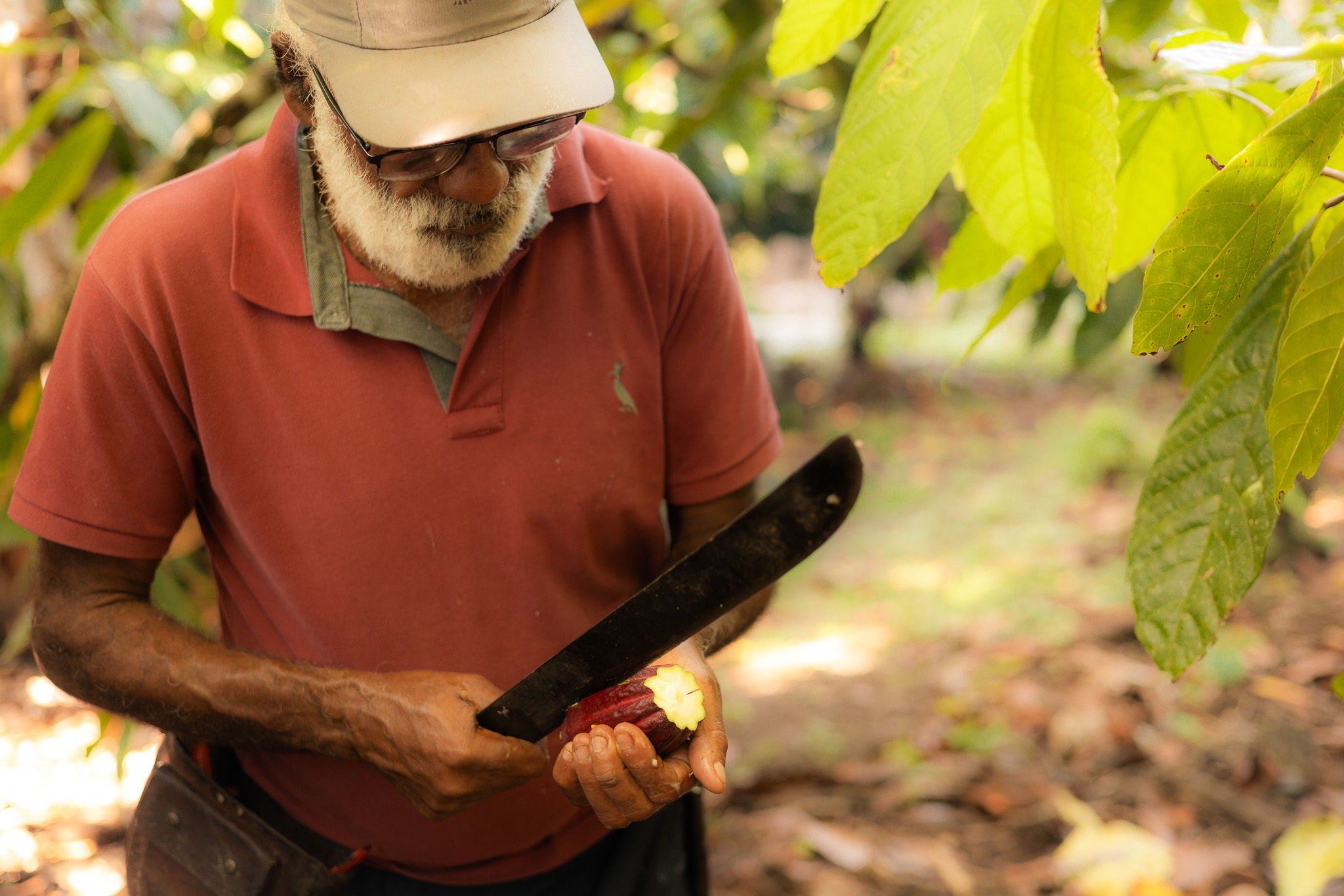 Mr Osvaldo Cocoa Tour Bahia Community