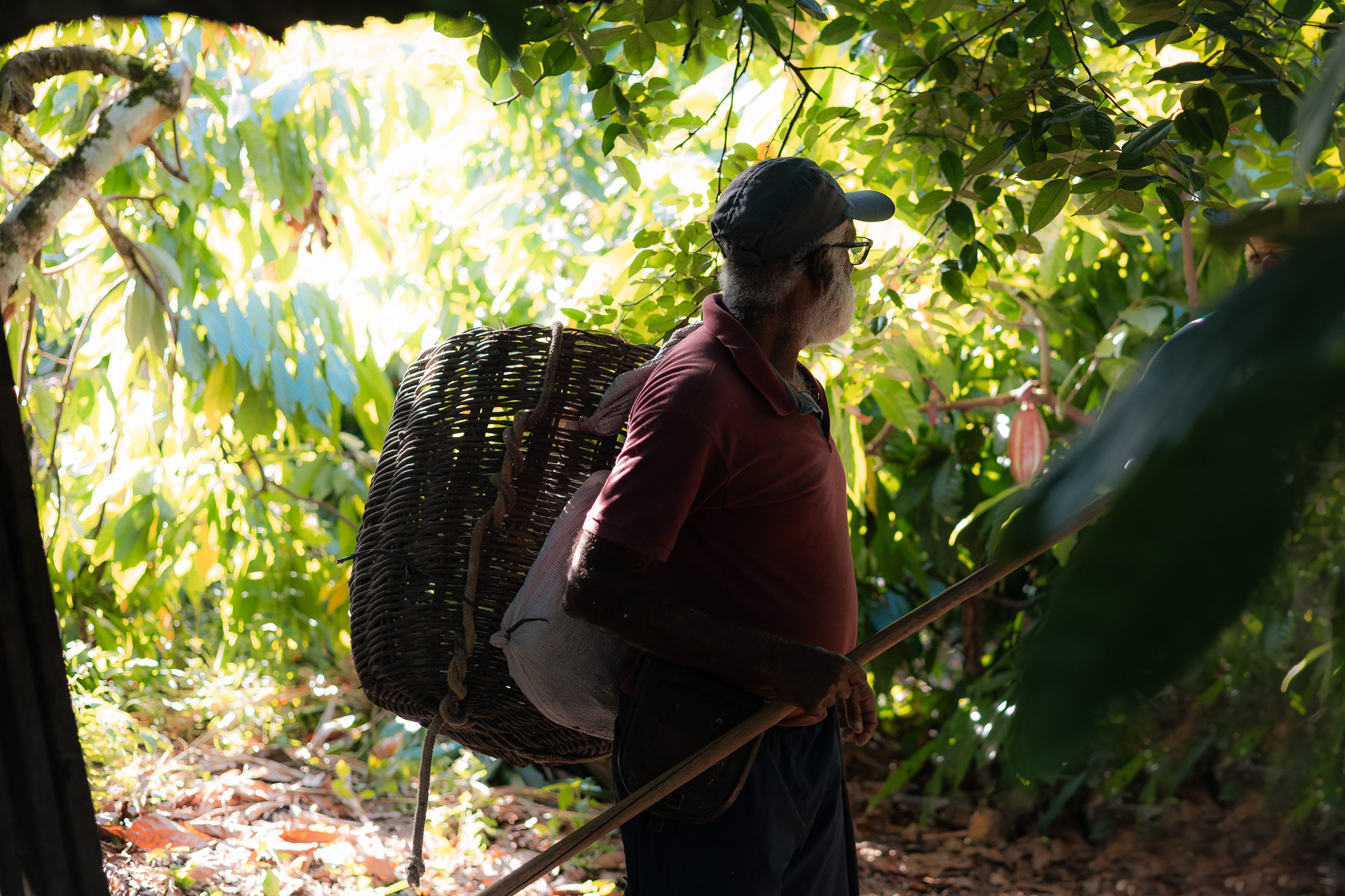 Organic Cocoa Ingredients Tour