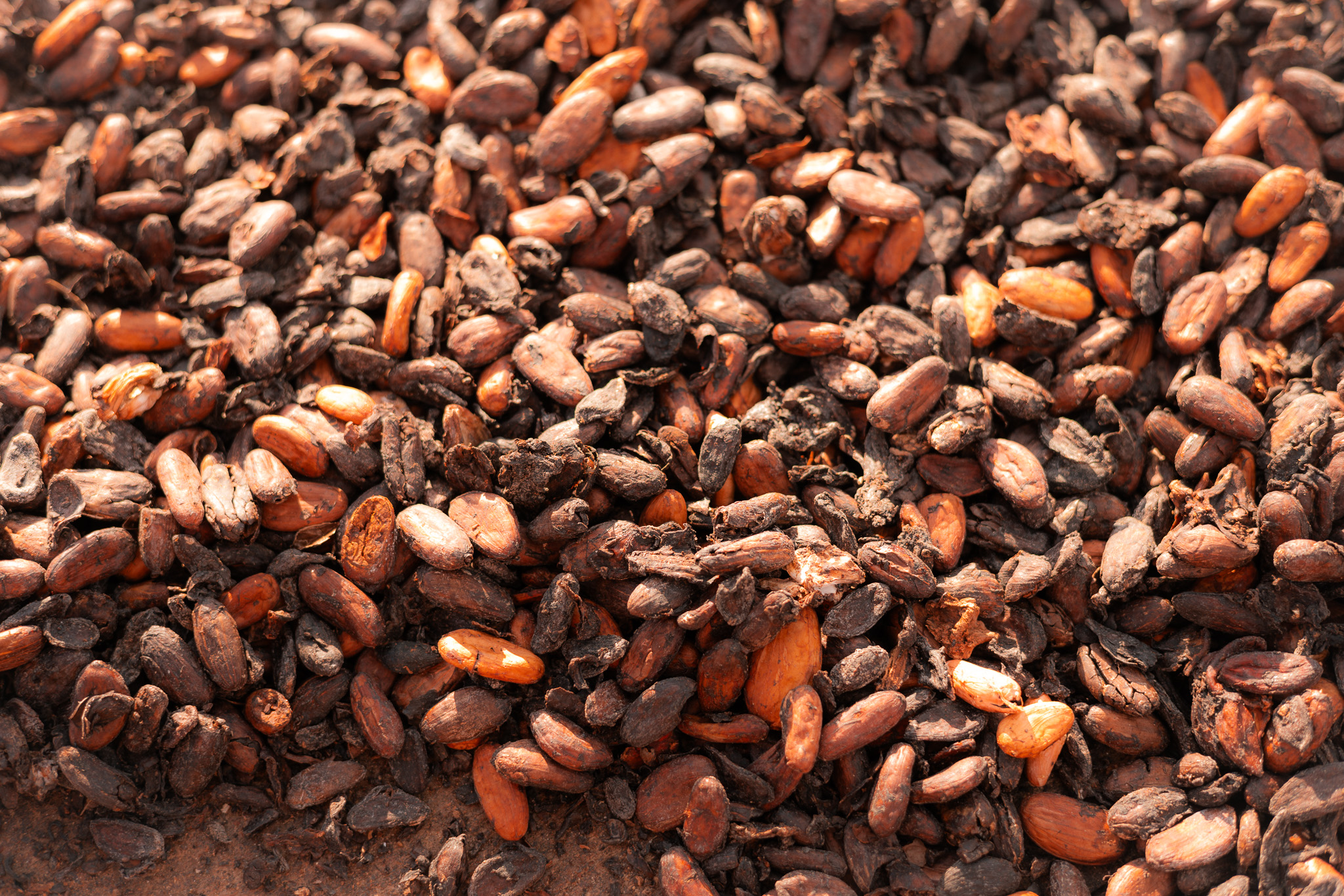 Slow Travel Cocoa Cultivation Osvaldo