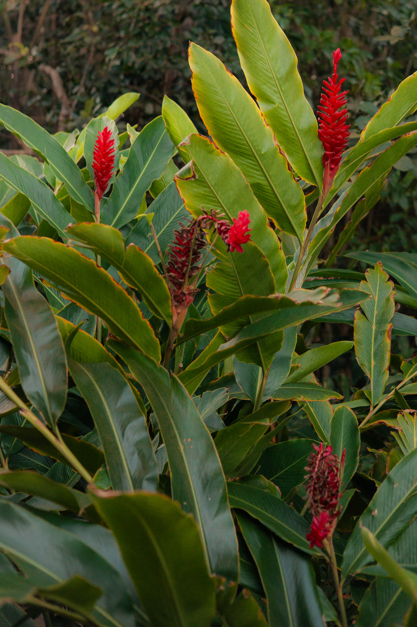 Tropical Escape Barracuda Hotel Bahia