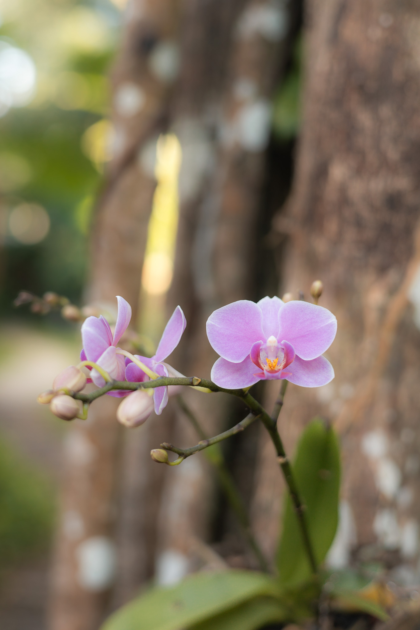 Best Villas Trancoso Ba