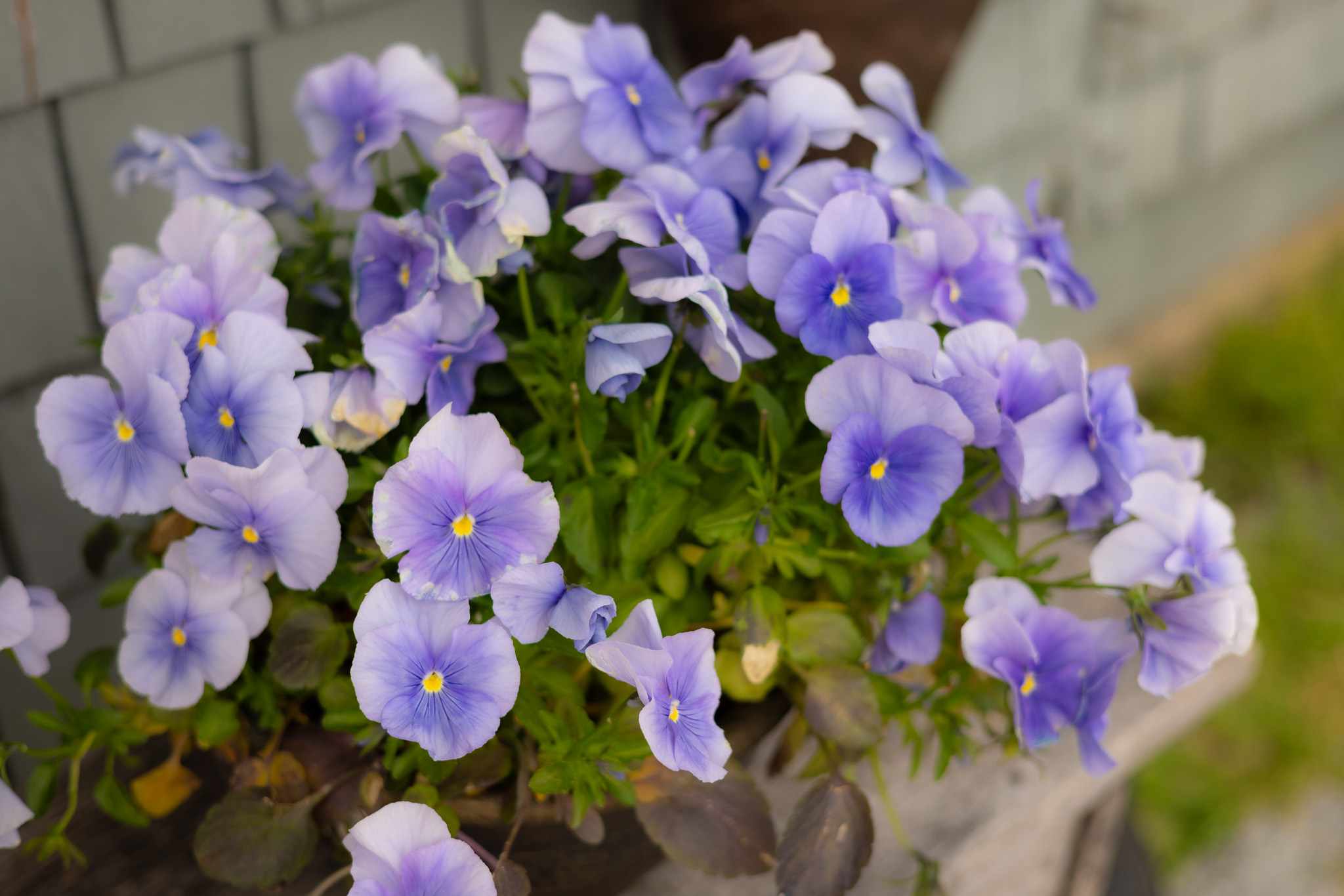 Flower aesthetic maine