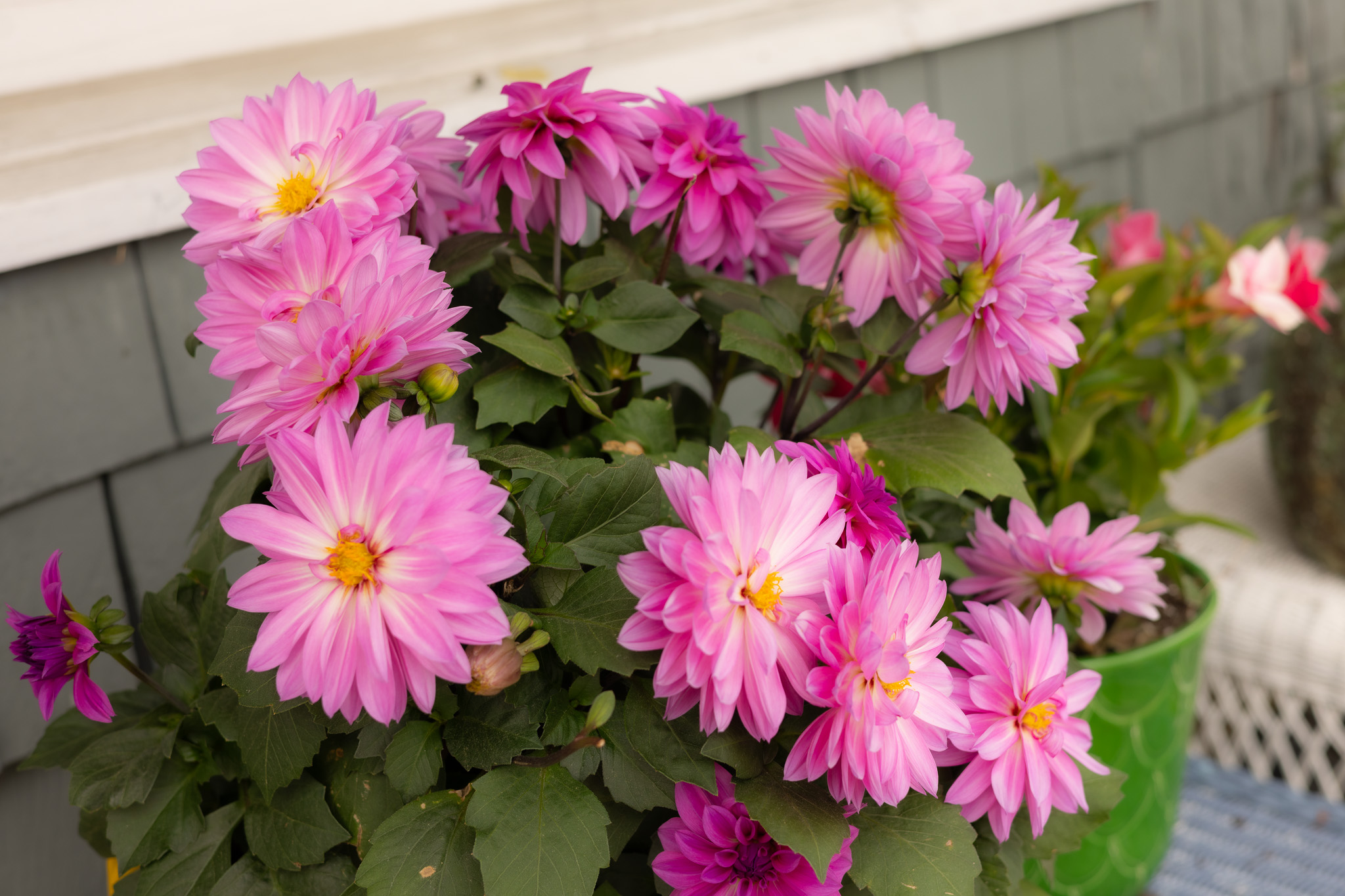 Zinnia maine flowers